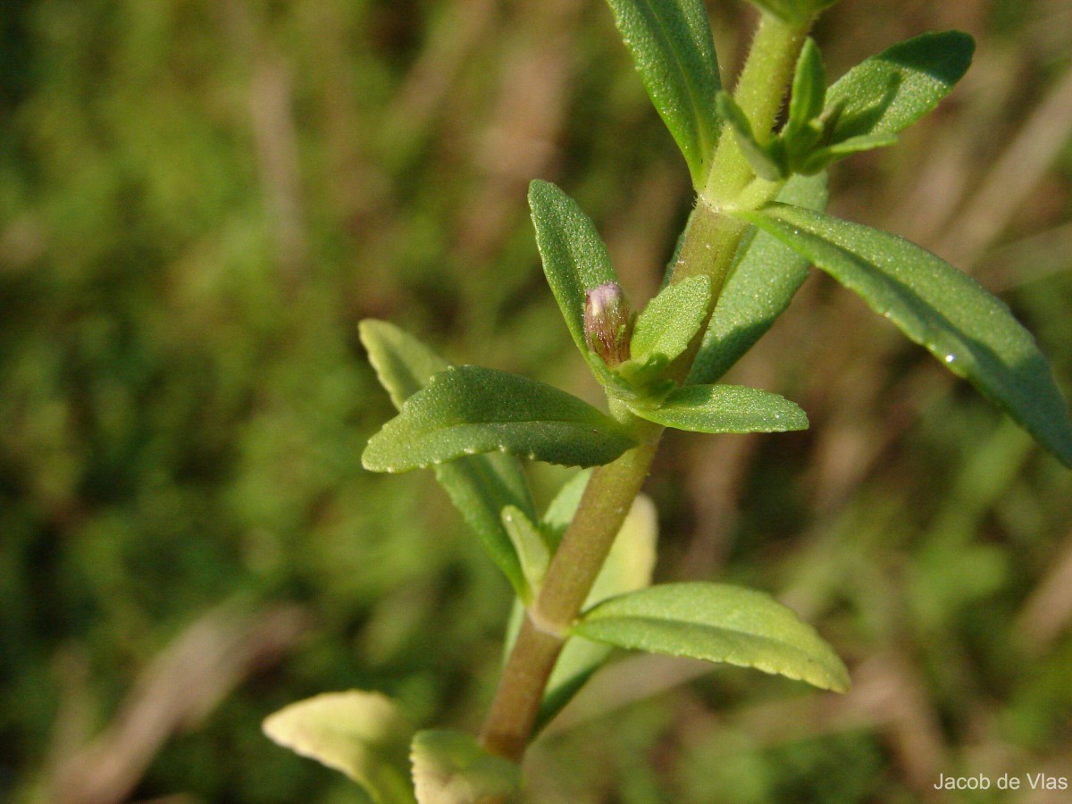 Limnophila repens (Benth.) Benth.